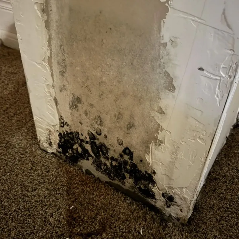 Professional Mold Removal in Forestville, CA